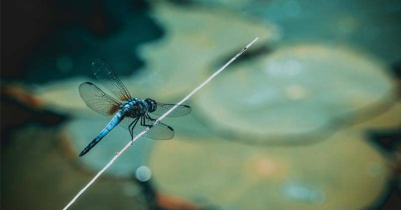 Unsplash/Deva Darshan